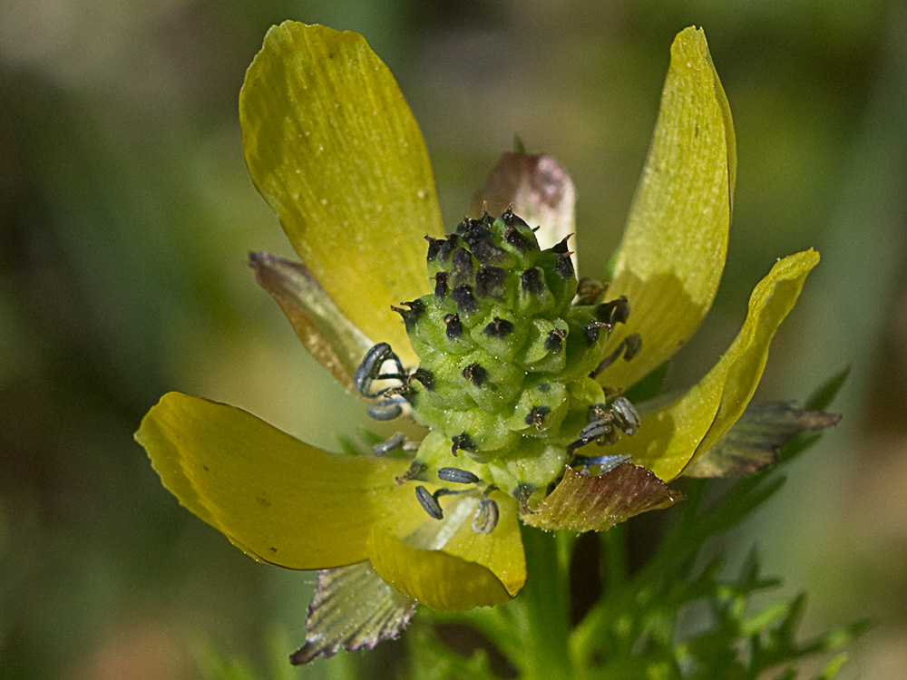 Adonis amarillo, Renículo (Adonis microcarpa)