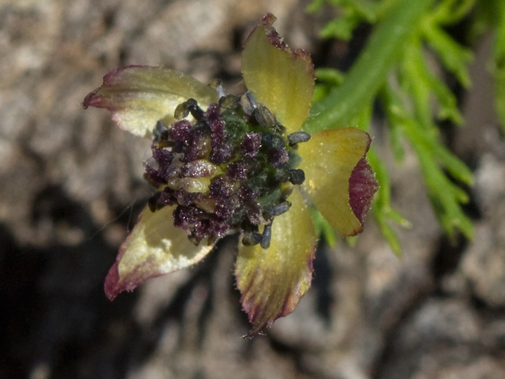 Adonis amarillo, Renículo (Adonis microcarpa)