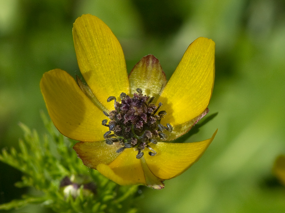 Adonis amarillo, Renículo (Adonis microcarpa)