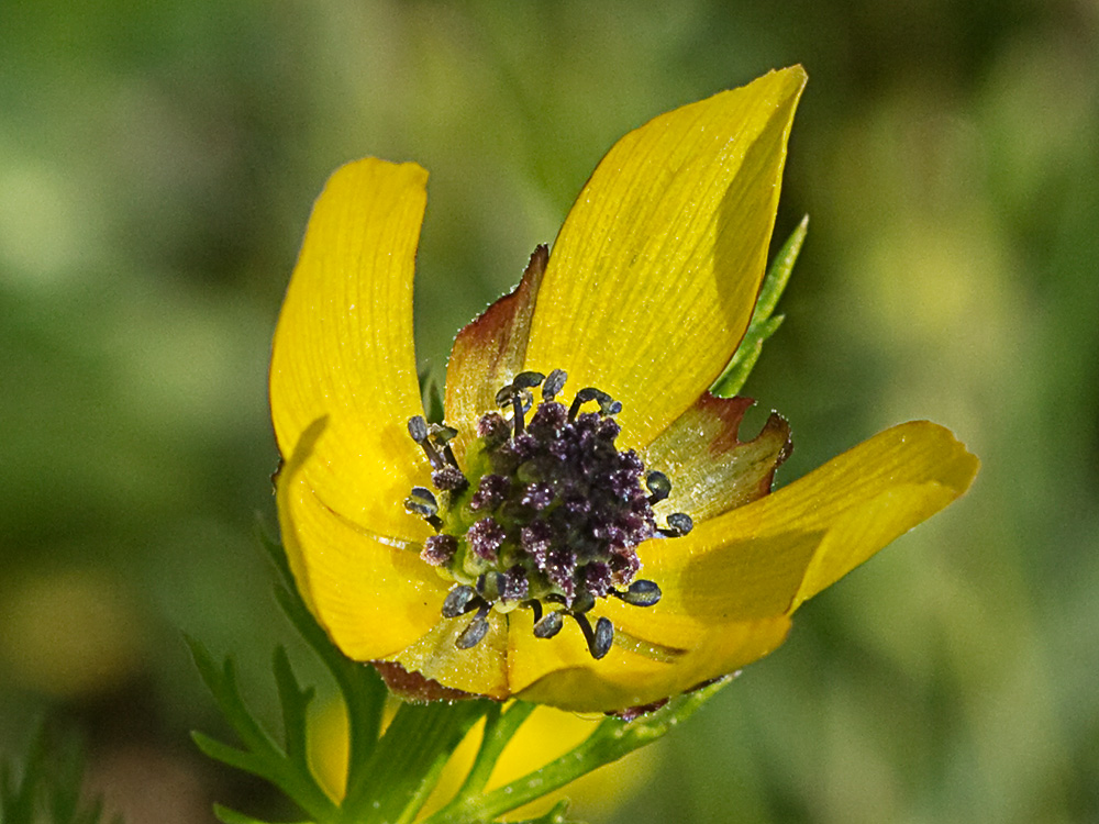 Adonis amarillo, Renículo (Adonis microcarpa)