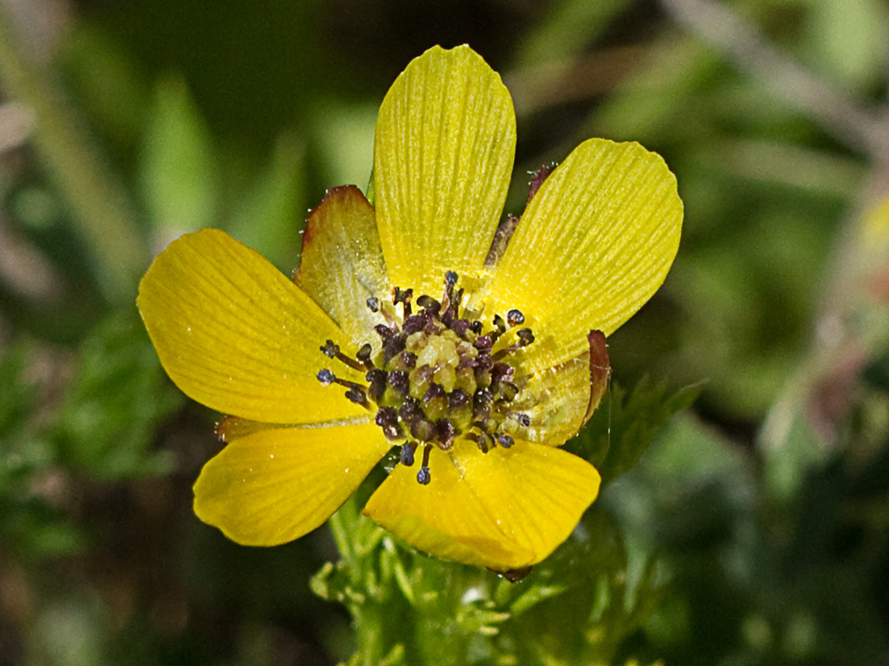 Adonis amarillo, Renículo (Adonis microcarpa)