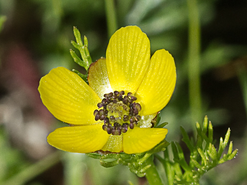 Adonis amarillo, Renículo (Adonis microcarpa)