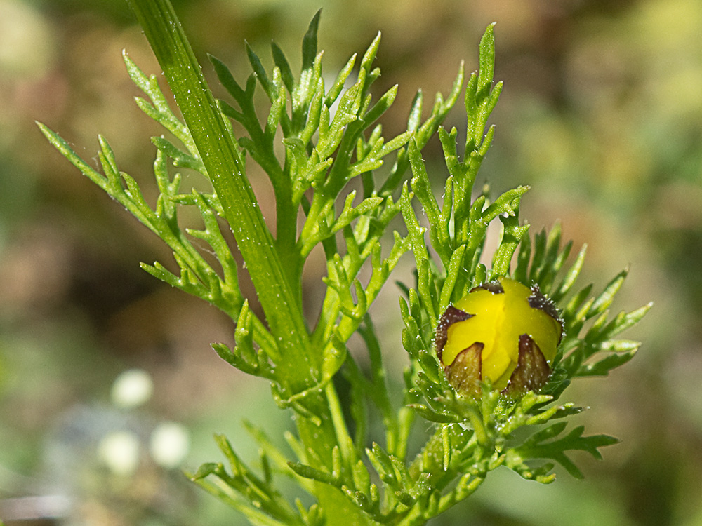 Adonis amarillo, Renículo (Adonis microcarpa)