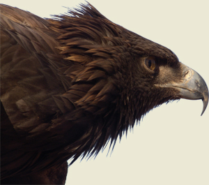 Flora y fauna de Malpica de Tajo, águila real