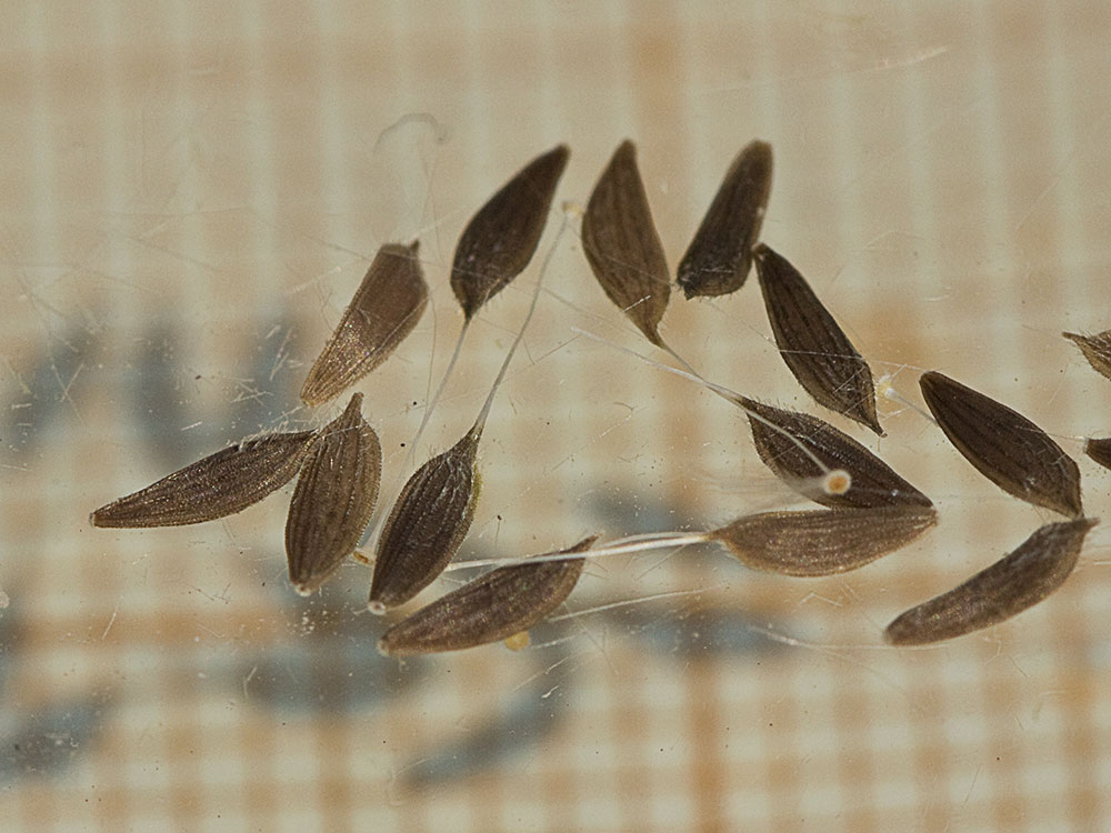 Semillas de la Ajonjera (Chondrilla juncea) Semillas de la Ajonjera (Chondrilla juncea)