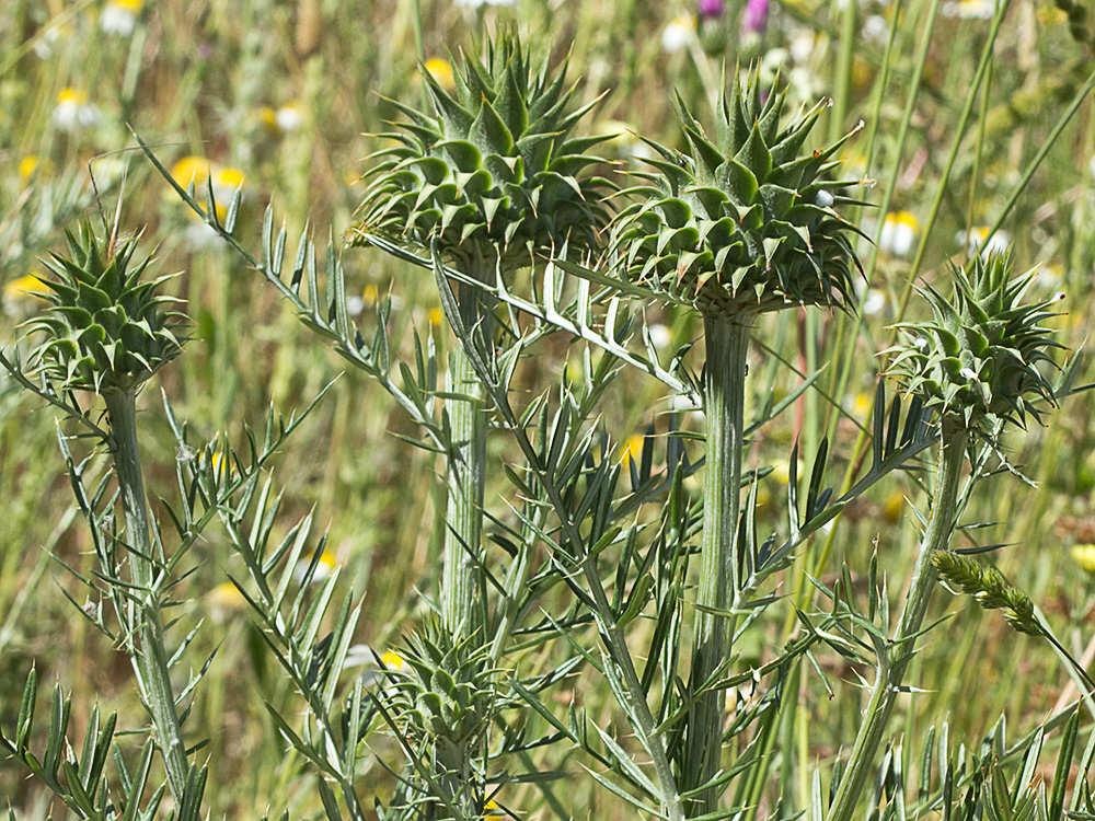 Mata de la Alcachofilla (Cynara humilis L.)