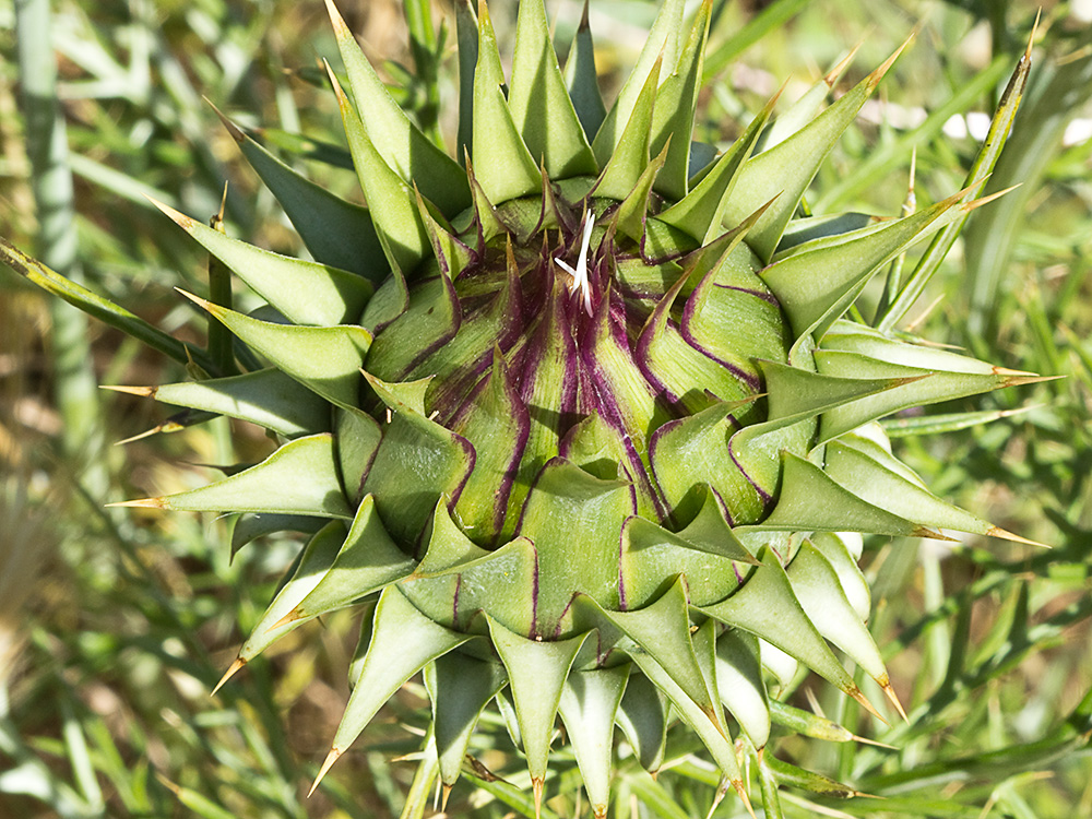 Alcachofilla (Cynara humilis L.)