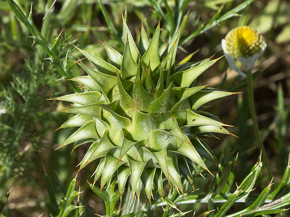 Alcachofilla (Cynara humilis L.)