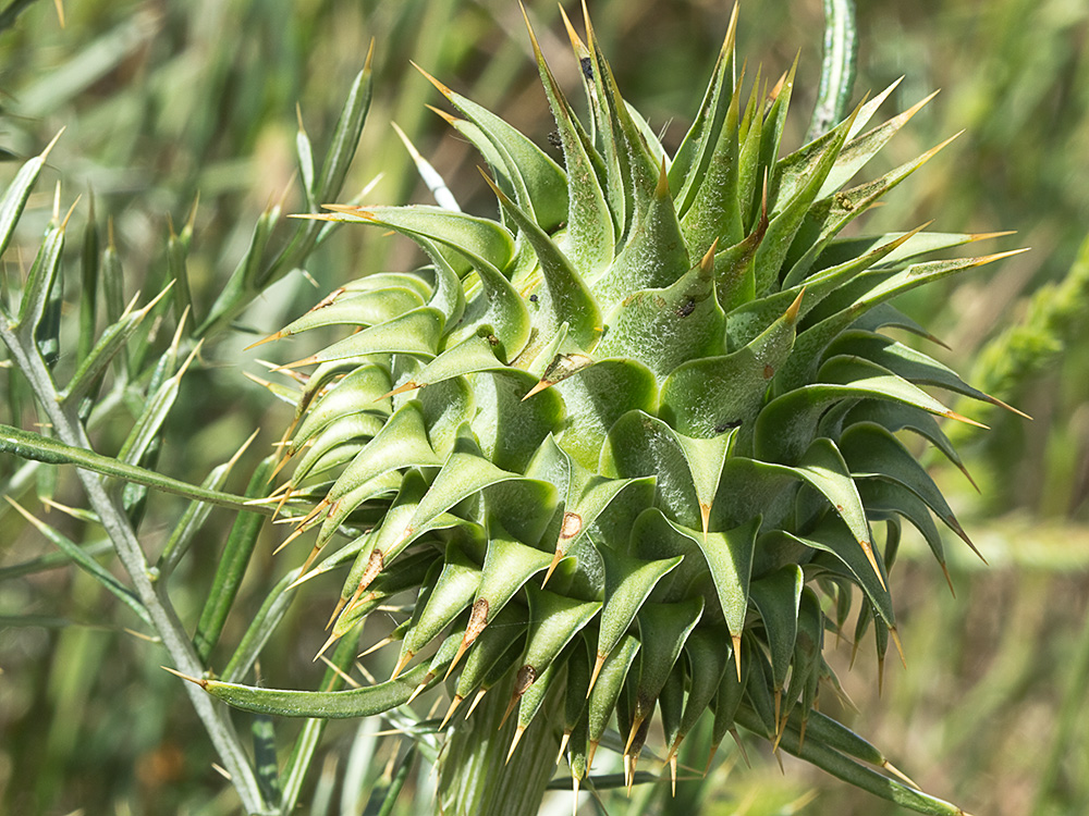 Alcachofilla (Cynara humilis L.)