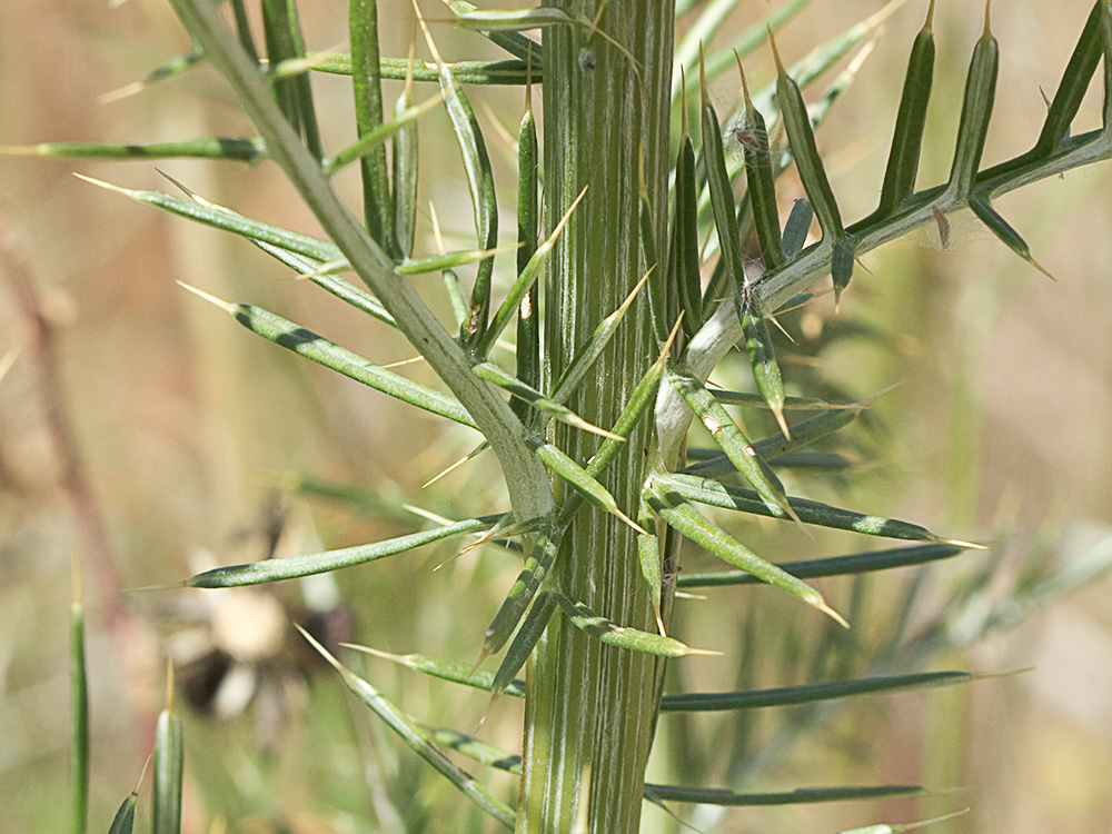 Alcachofilla (Cynara humilis L.)