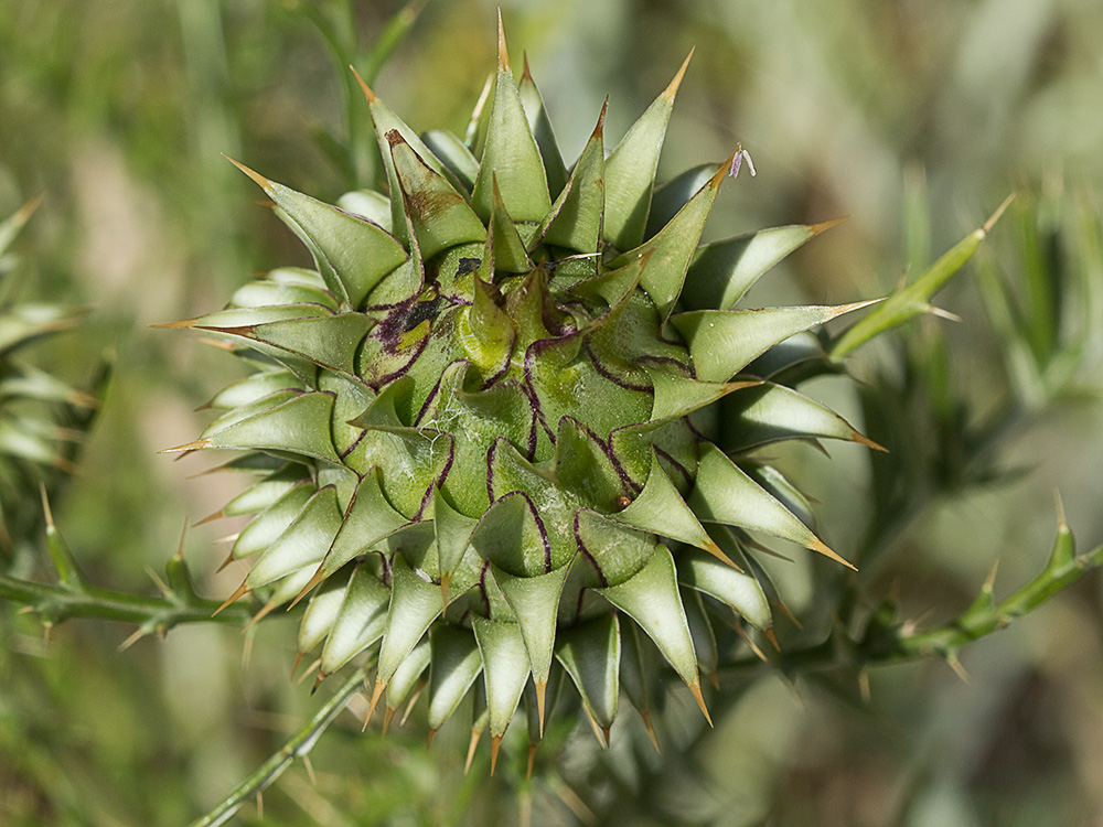 Alcachofilla (Cynara humilis L.)