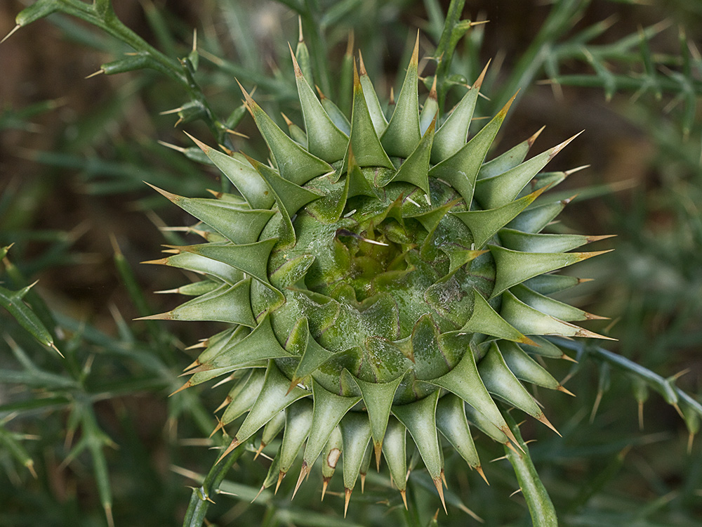 Alcachofilla (Cynara humilis L.)