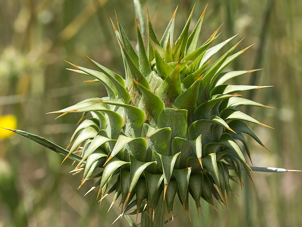 Alcachofilla (Cynara humilis L.)