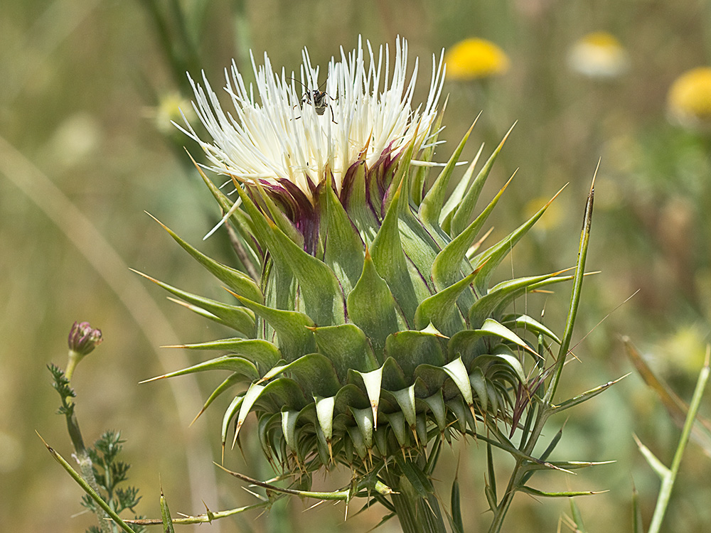 Alcachofilla (Cynara humilis L.)