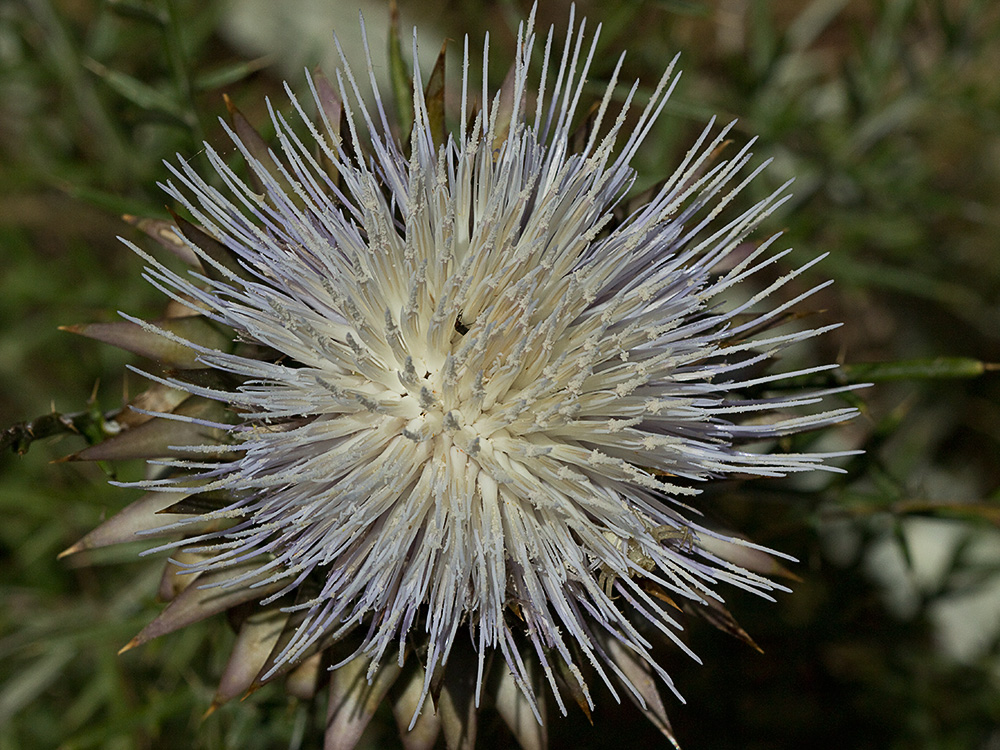 Alcachofilla (Cynara humilis L.)