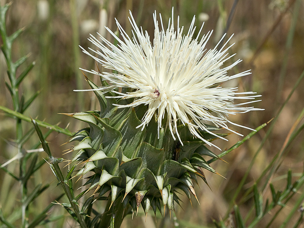 Alcachofilla (Cynara humilis L.)