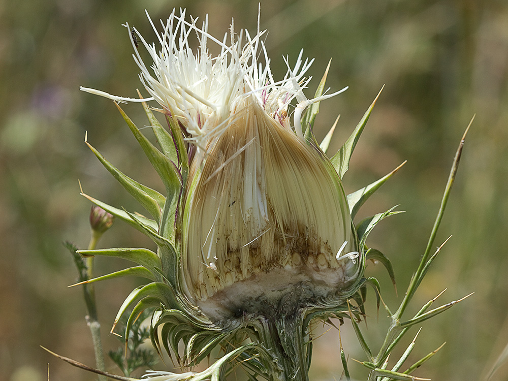 Alcachofilla (Cynara humilis L.)