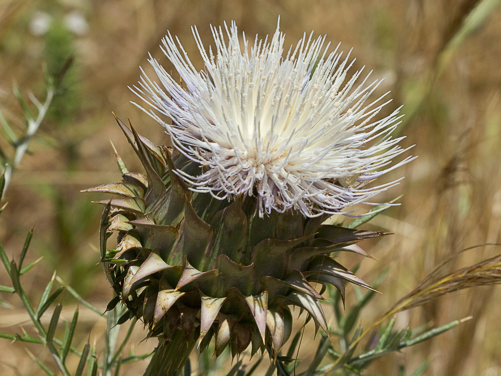 Alcachofilla (Cynara humilis L.)