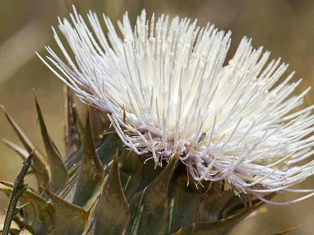 Alcachofilla (Cynara humilis L.)