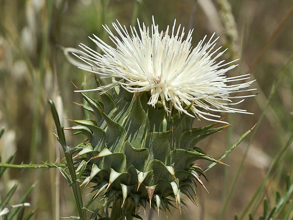 Alcachofilla (Cynara humilis L.)