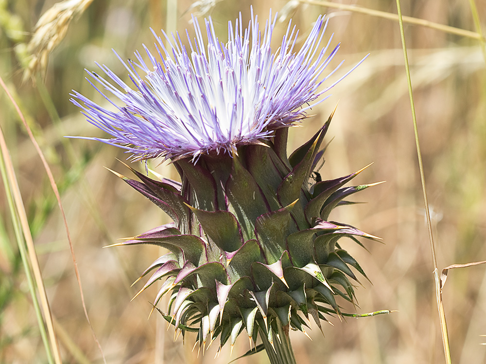 Alcachofilla (Cynara humilis L.)