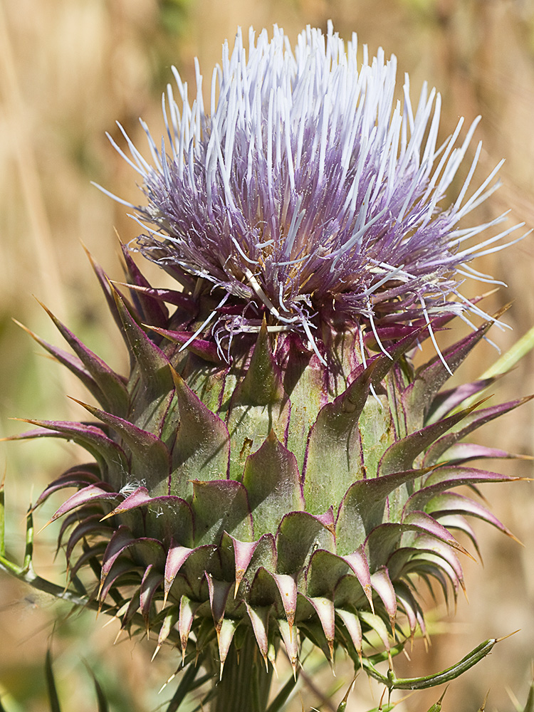 Alcachofilla (Cynara humilis L.)