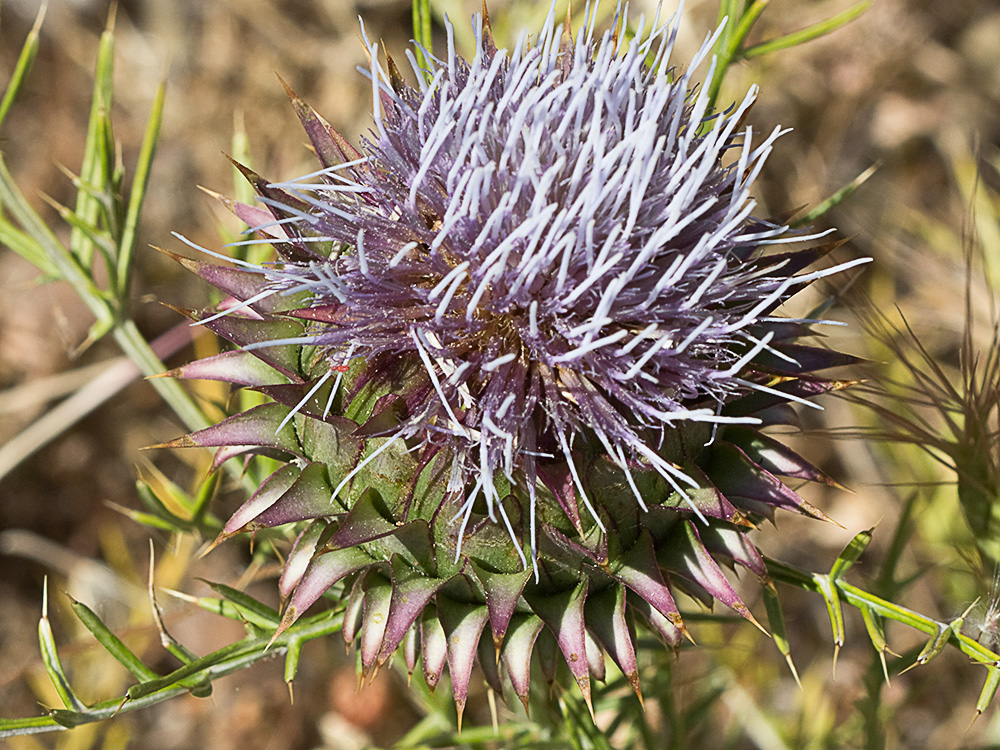 Alcachofilla (Cynara humilis L.)