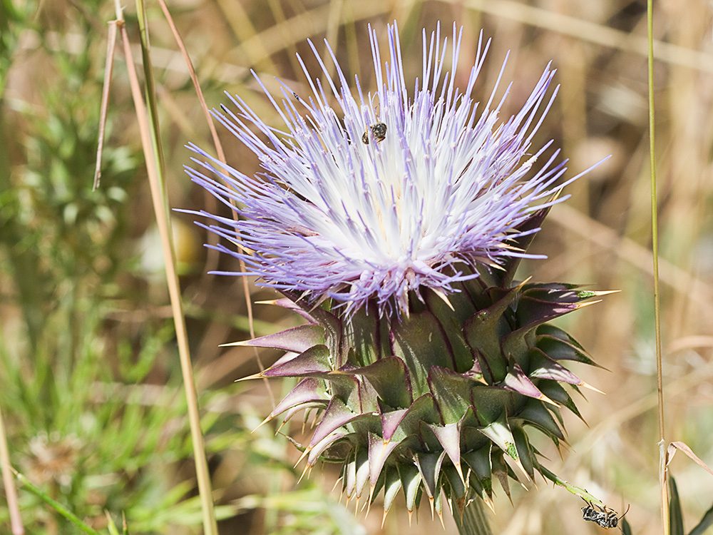 Alcachofilla (Cynara humilis L.)