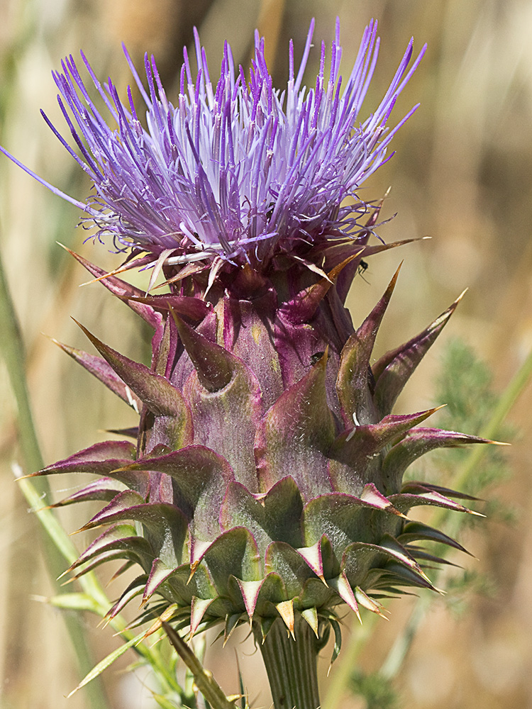 Alcachofilla (Cynara humilis L.)