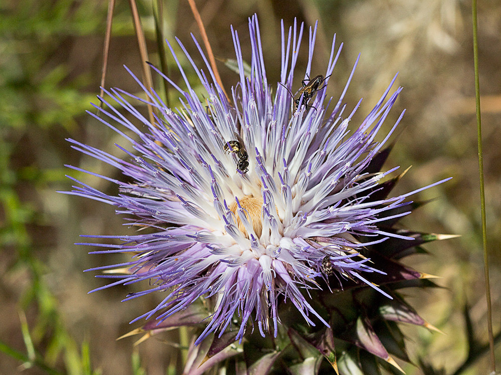 Alcachofilla (Cynara humilis L.)