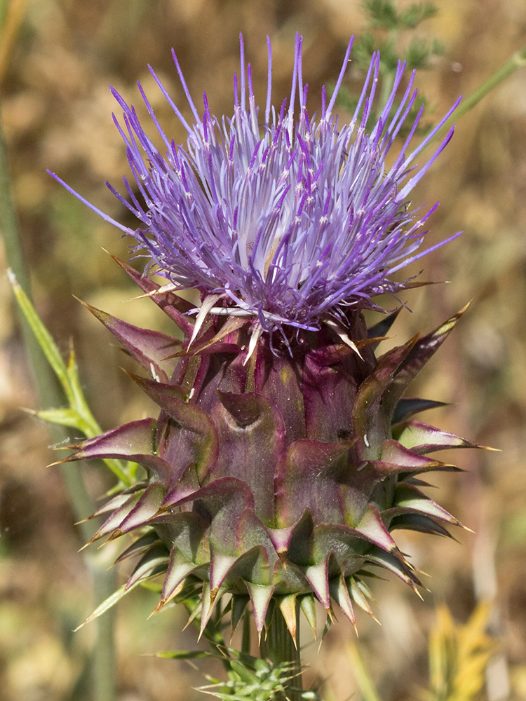 Alcachofilla (Cynara humilis L.)