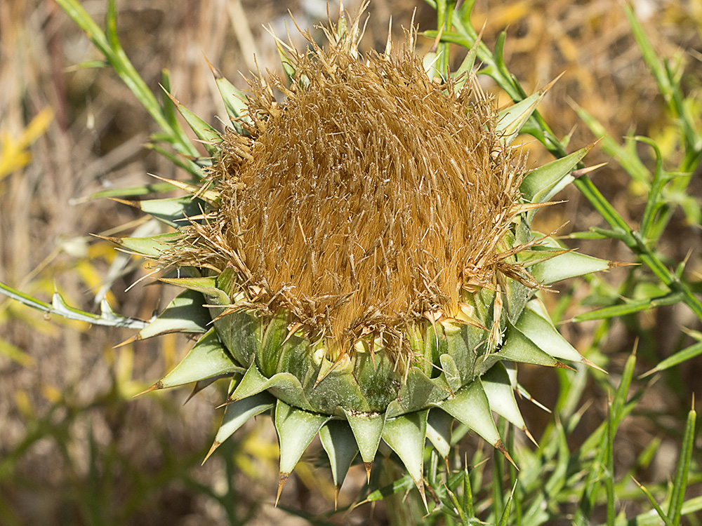 Alcachofilla (Cynara humilis L.)