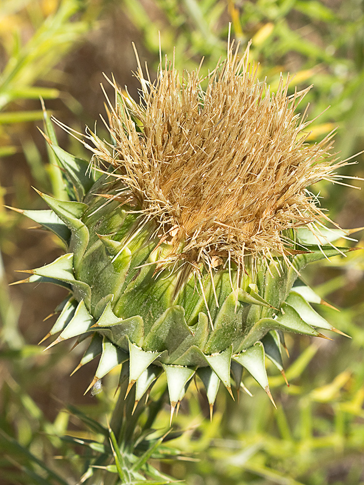 Alcachofilla (Cynara humilis L.)