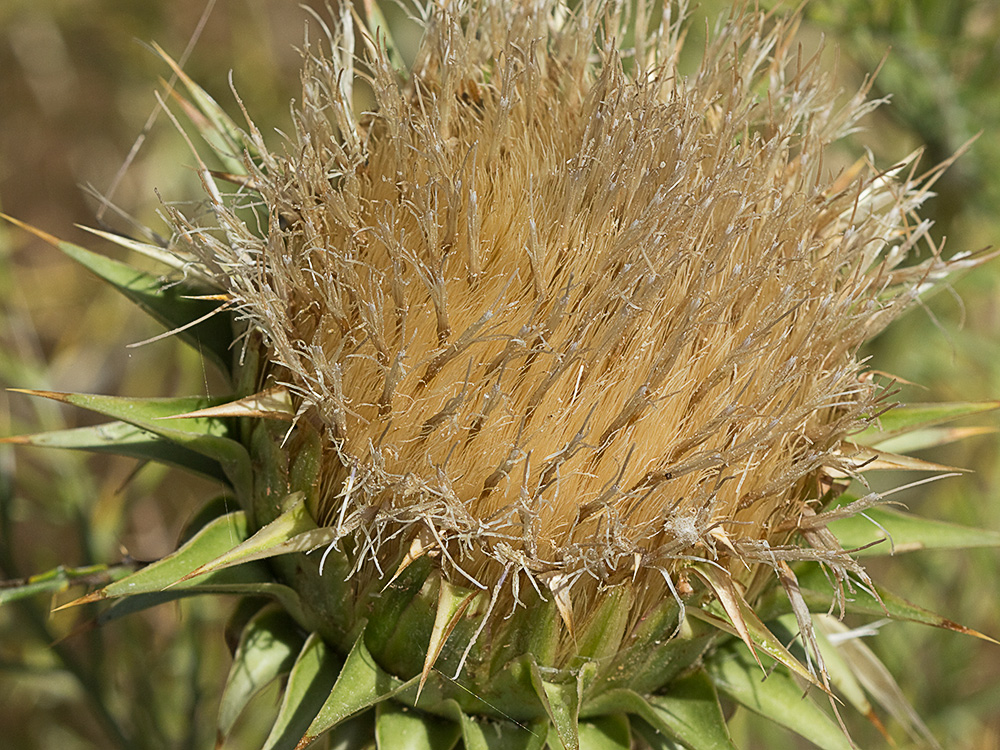 Alcachofilla (Cynara humilis L.)