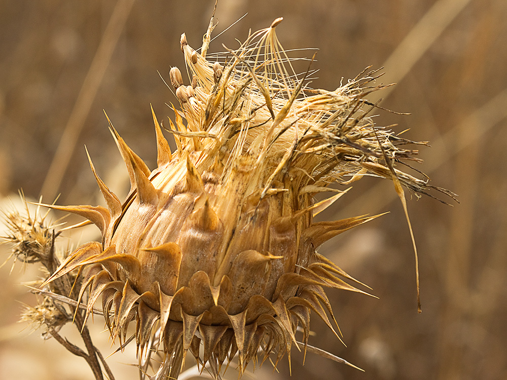 Alcachofilla (Cynara humilis L.)