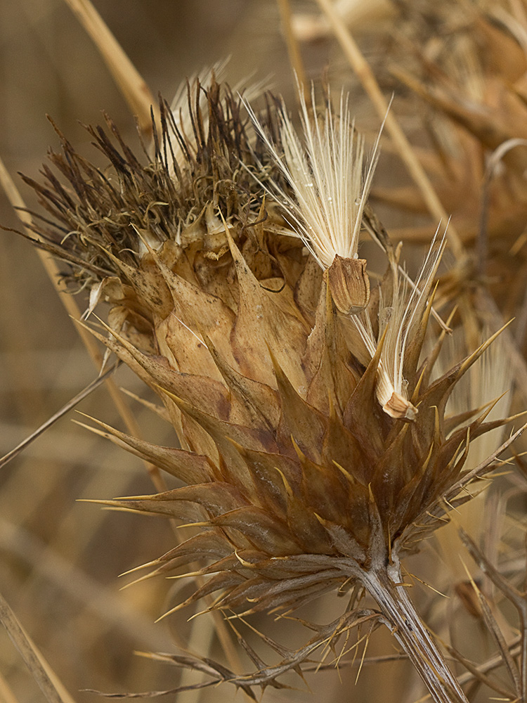 Alcachofilla (Cynara humilis L.)