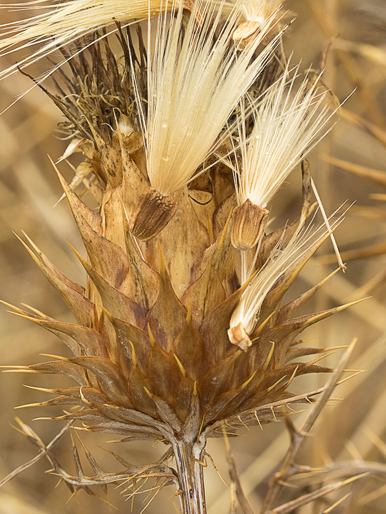 Alcachofilla (Cynara humilis L.)