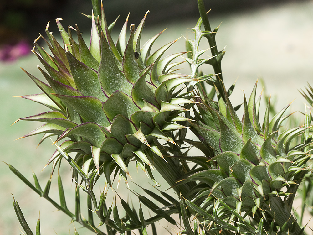 Alcachofilla (Cynara humilis L.)