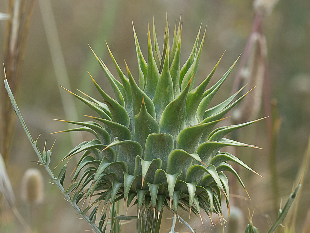 Alcachofilla (Cynara humilis L.)