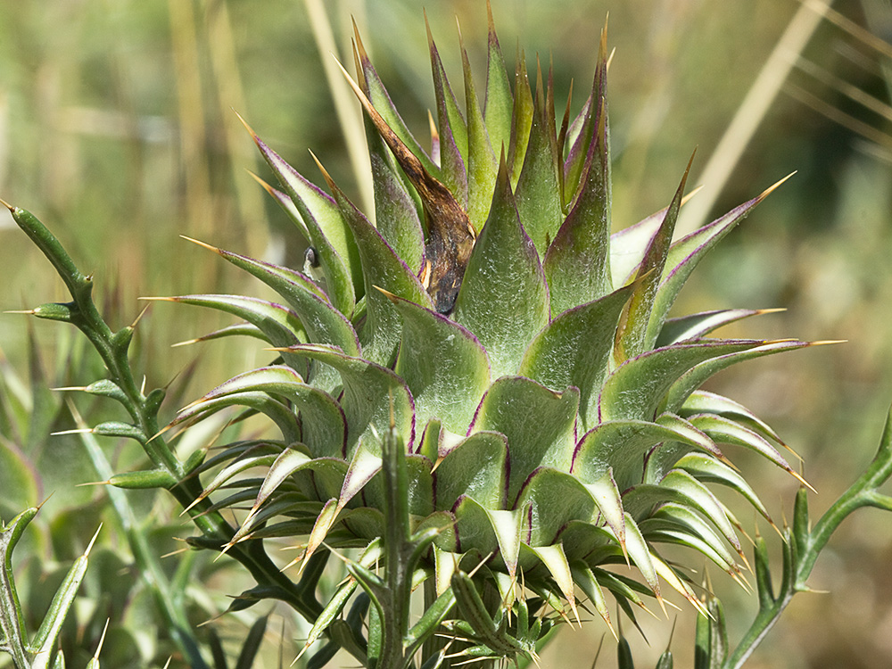 Alcachofilla (Cynara humilis L.)