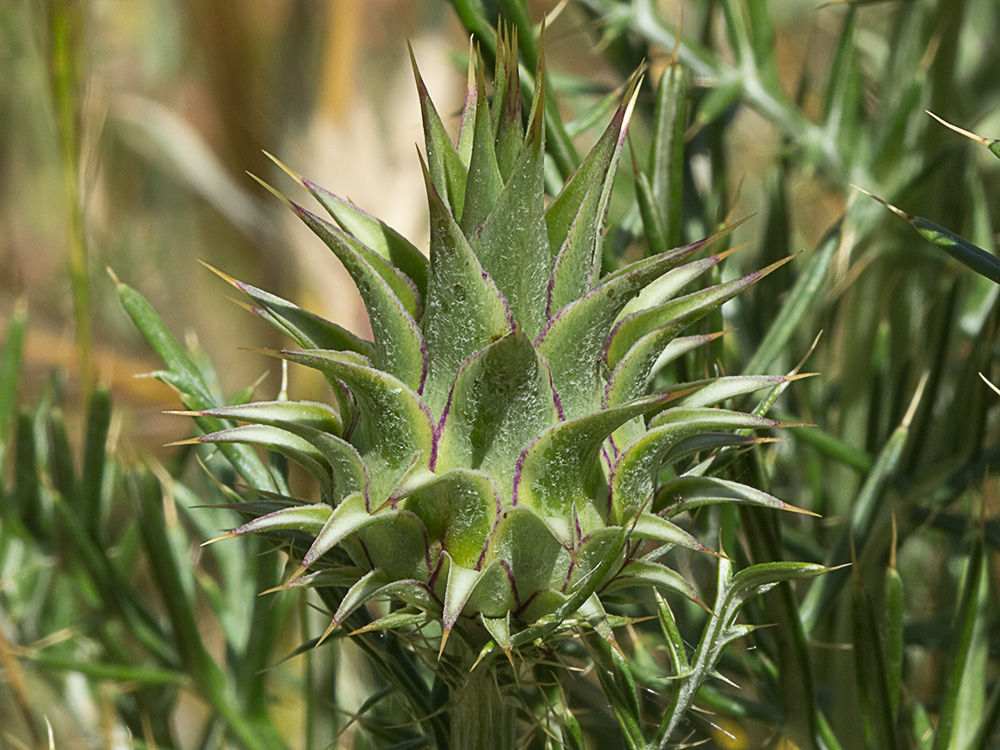 Alcachofilla (Cynara humilis L.)