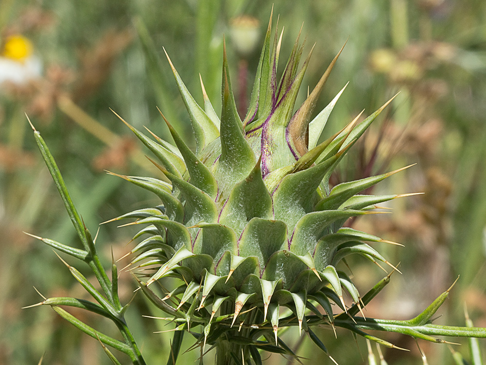 Alcachofilla (Cynara humilis L.)