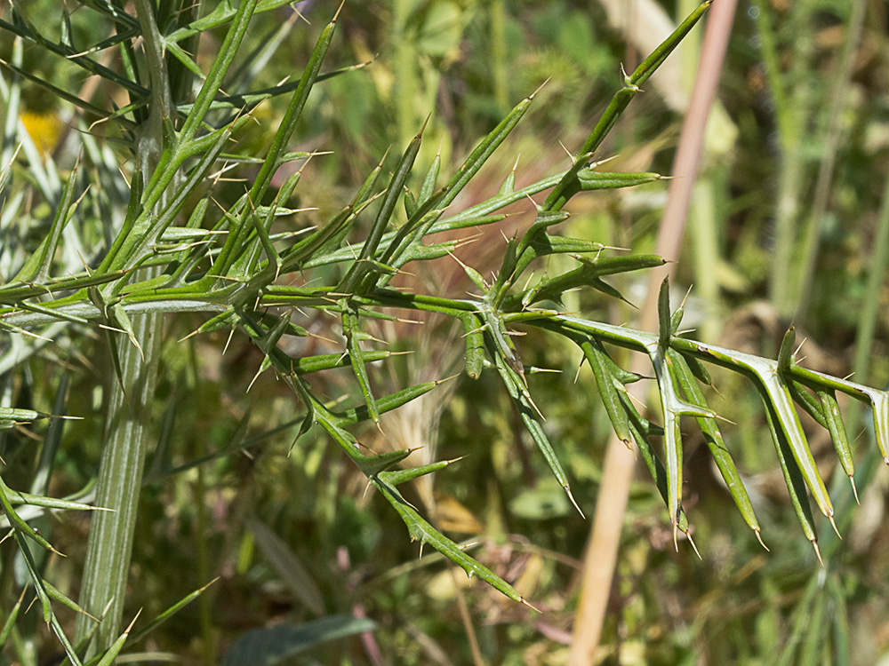 Alcachofilla (Cynara humilis L.)