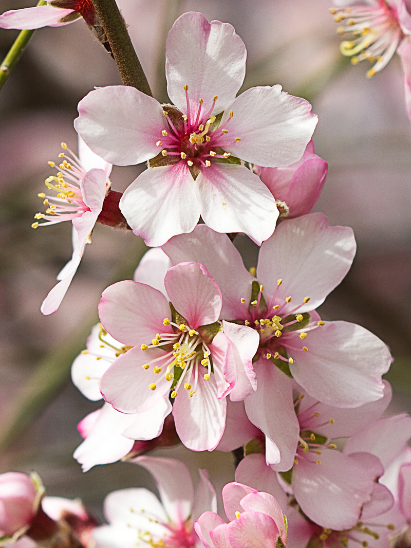 Flor del Almendro (Prunus amygdalus)