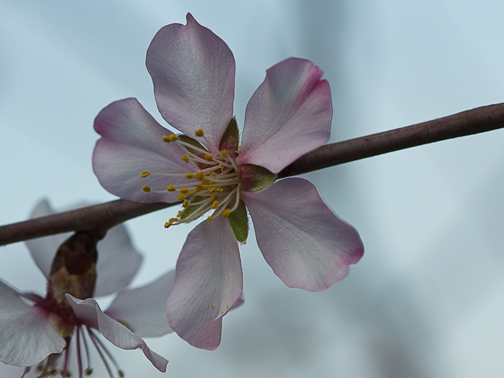 Flor del Almendro (Prunus amygdalus)