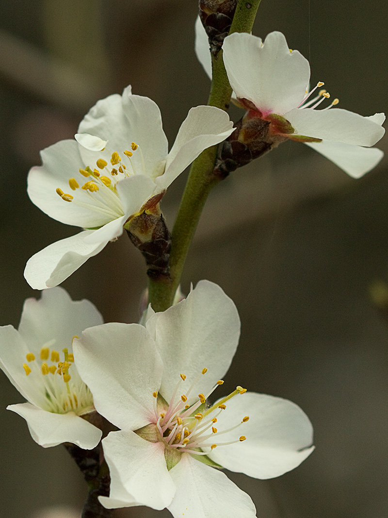 Flor del Almendro (Prunus amygdalus)