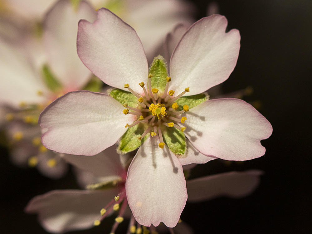 Flor del Almendro (Prunus amygdalus)