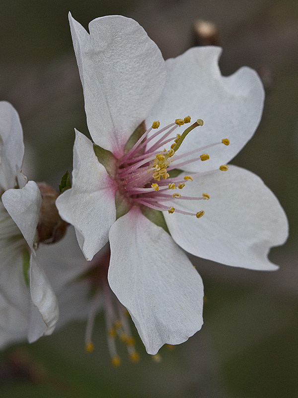 Flor del Almendro (Prunus amygdalus)