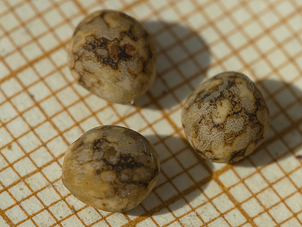 Semilla de Altramuces azules (Lupinus angustifolius)