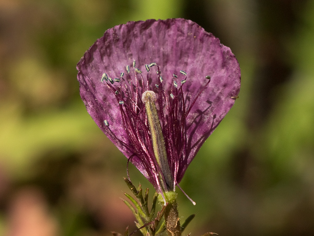 Flora de Malpica de Tajo, Amapola morada (Roemeria hybrida)